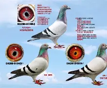 爱游戏官网首页 -风云突变马赛赛前门线救险，世预赛版图或重绘，信心回归，资深球员宣示担当(马赛曲歌词中文版)